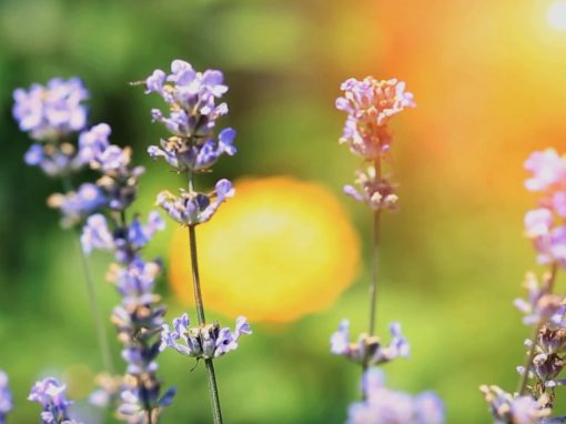 IHK Biodiversität bei der Firma 3M Neuss #GewerbestandortDerZukunft